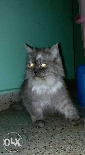 Persian (Grey) Female 15 months old wit all
