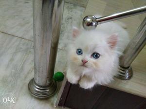 Persian cat 2 month old toilet trained very