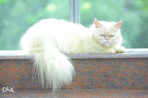 Persian cat female punch face 14 months