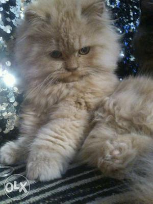 Persian cat kitten male 5 months old,