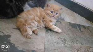 Persian cat oringal breed with certificate for