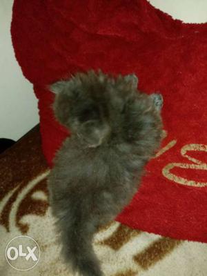 Persian cat semi punched face 45days old female