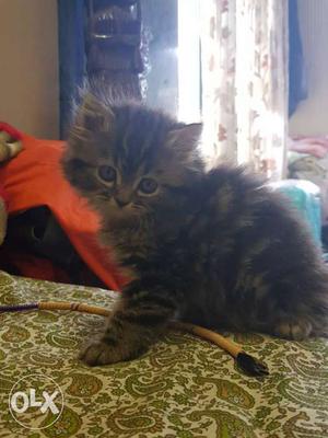 Persian cats kittens for sale very cute and eye