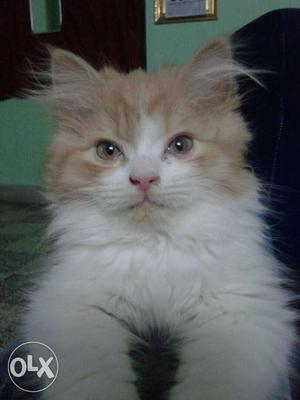 Persian female cat for mating price can be reducable