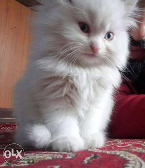 Persian female kitten 2months old