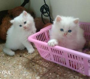 Persian kittens..