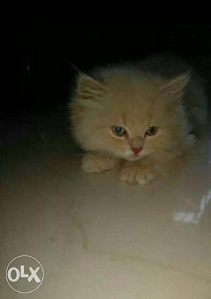 Persian male kitten 5 month old toilet trainer