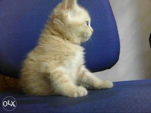 Persian short fur kittens for sale