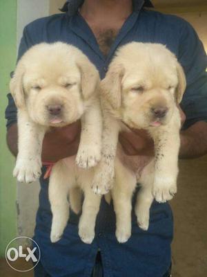 Pet sale in meerut o65 any pet here