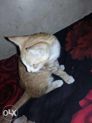 Playable cat 3 months old very active and