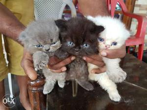Punch Faced Persian Kittens 20days old