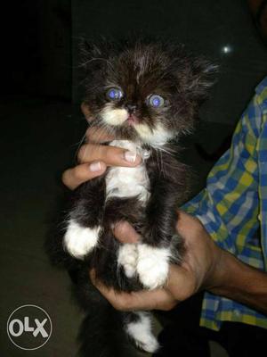 Punch face Persian kittens for sale 1 white black