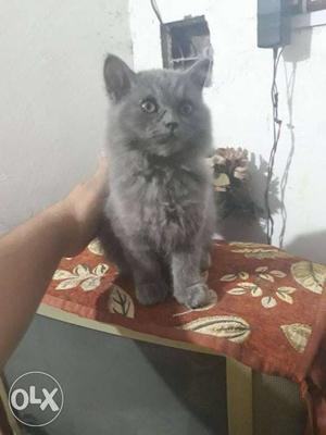 Pure Persian kitten for sell... only serious