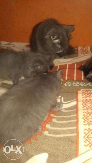 Pure Persians Kittens At Best Price Bangalore