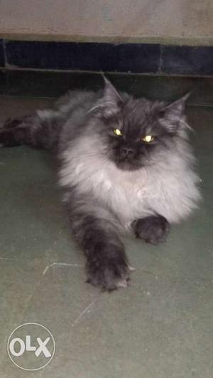 Pure breed persian Long-fur Grey And White Cat