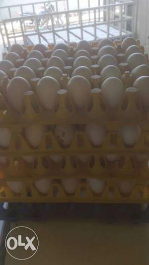 Pure desi eggs (country eggs) 180/- per dozen-(12,
