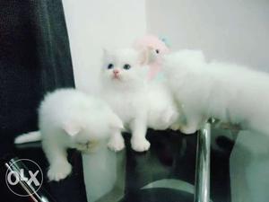 Pure persian kitten all types male female