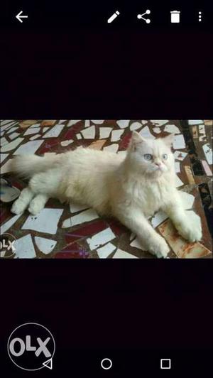 Pure white Persian toilet trained and vaccinated