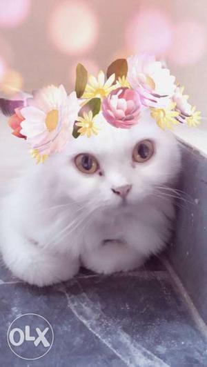 Pure white doll face himaliyan persian cat