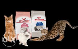 Royal Canin Cat Food 21% Off | Wholesale Price | For