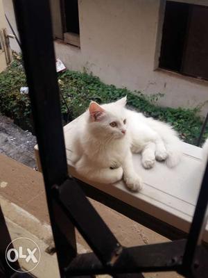 SALE:- white persian kitten (ragdoll) 3 months