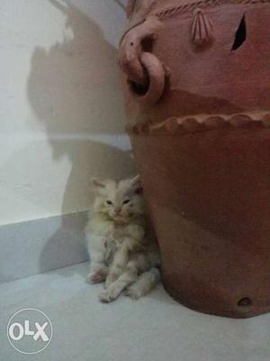 Semi punch Persian kittens for sale