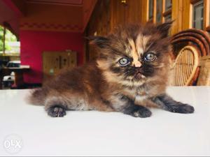 Semi punch kitten available pure breed 45 days