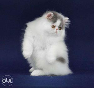 So cute persian kitten for sale in pathankot