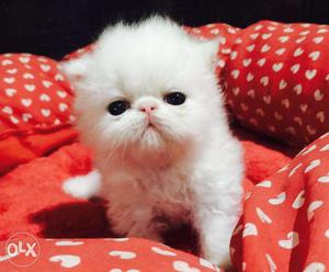 So nice very active persian kitten for sale in chandigarh