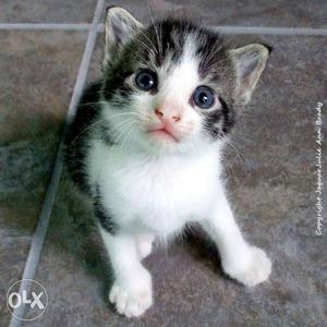 Tabby Kitten