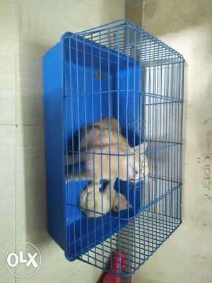 Two persian male kittens with cage at low price..