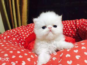 Very So very beautiful persion kitten for sale in agra