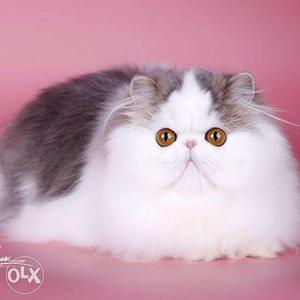 Very active persian kitten for sale in ambala