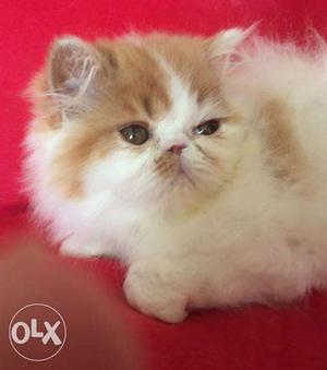 Very cheap price persian kitten for sale in all