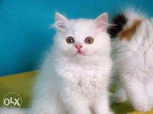 Very sweet so lovely persian kitten for sale in bikaner