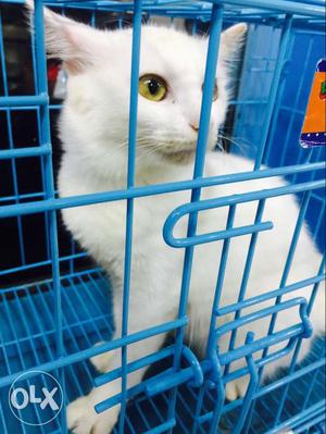 White Cat For Sale