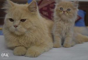 White Female Foni Male 1 yrs old cats availaible
