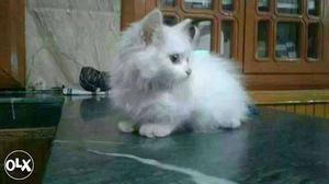 White Persian Kitten one eye damaged. Full active cat.