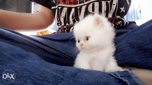 White and ginger persian kitten for sale