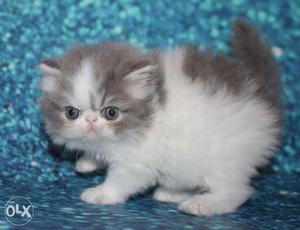 White color very cute persian avalible for sale in noida