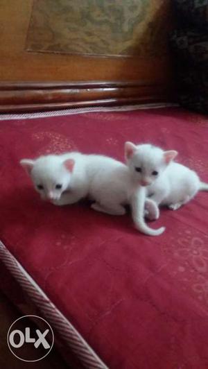White kittens available (20 days)