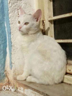 White persian cat