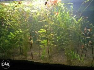 All type of Aquarium live plants for sale