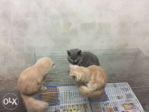 Three Short-fur Brown And Black Cats