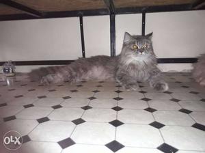 1 year old female cat for sell full train