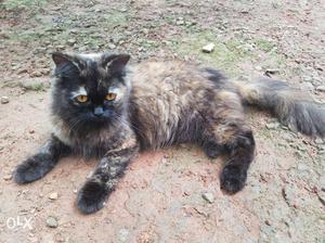 1 year old persian female cat