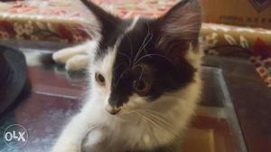 2 months old, Male, Semi persian kitten for