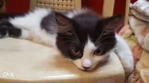 2 months old, Male, Semi persian kitten for