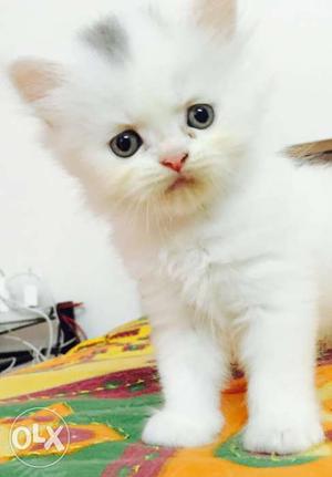3months old persian kittens.very friendly and