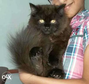 5 months aged MALE semi punch Persian cat for